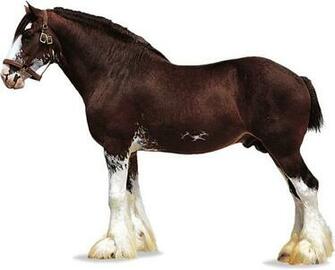 Clydesdale Wallpaper
