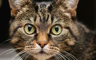 Cat Screensaver