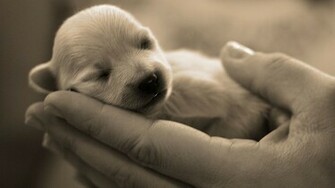 Cute Dog Baby Animals Wallpaper HD Phone Wallko