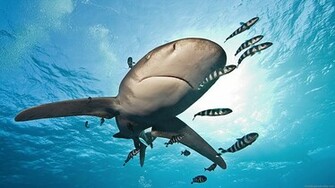 Widescreen HD Wallpaper