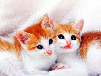 Wallpaper He Cute Cats