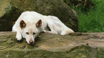 Australian Dingo Wallpaper And Background Image
