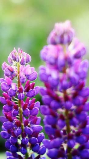 Flower iPhone Plus Wallpaper HD