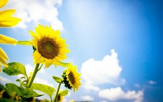 Beautiful Sunflowers Photography HD Wallpaper Nature