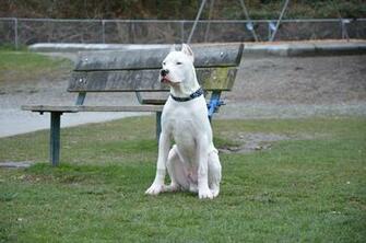 Dogo Argentino Wallpaper HD