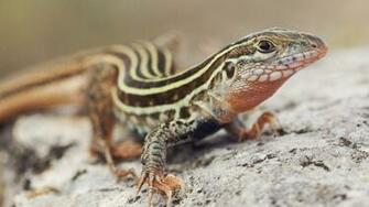 Wallpaper Lizard HD