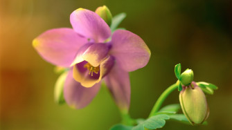 Pink Narcissus Flower Picture Pre 10wallpaper
