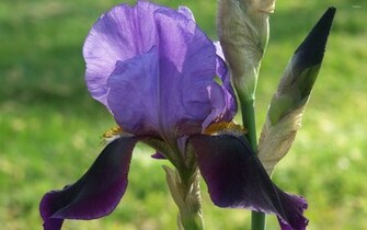 Iris Wallpaper Flower