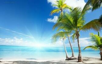 Palm Tree Wallpaper HD