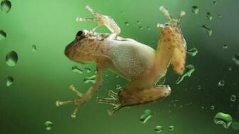 Desktop Background Computers Laptops Netbook Australian Frog