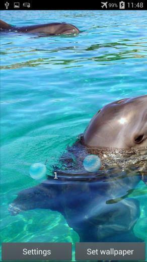 Dolphin Animated Wallpaper Inspired Are Dolphins