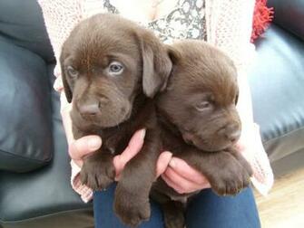 Chocolate Lab Puppies Wallpaper S
