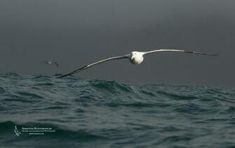 Royal Albatross Wallpaper Sebastian Kennerknecht