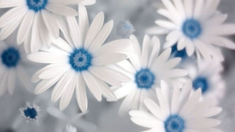 White Flowers Wallpaper