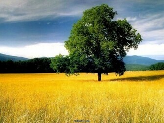 Cool Nature Wallpaper Colorful