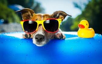 Cool Wallpaper Of Dogs Pensarisgood