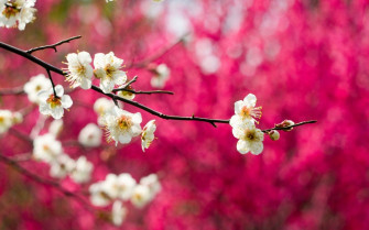 Trees Bud In The Spring Beautiful Nature