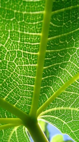 iPhone Wallpaper Nature