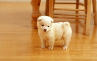 Samoyed Puppies Wallpaper