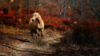 Fighting Wallpaper Horse Awesome Pair