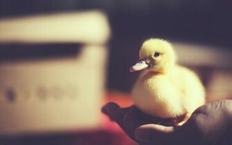 Little Duck Desktop Background Wallpaper