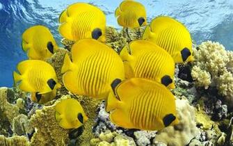 School Of Yellow Fish HD Wallpaper