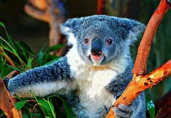 Cute Koala Wallpaper
