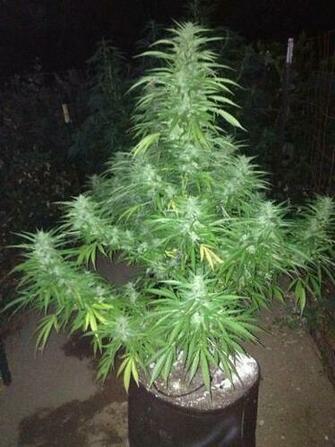 My Girl Scout Cookies Is Looking Mighty Fine Pikdit