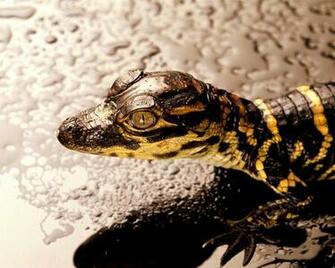 Lizard Wallpaper Myspace Background For