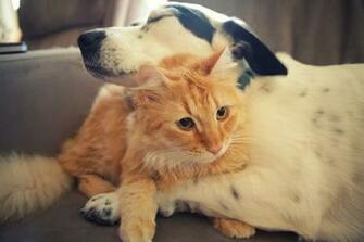 Cute Dog And Cat Wallpaper Net