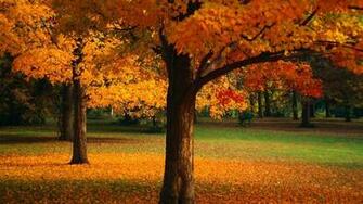 Beautiful Tree Wallpaper