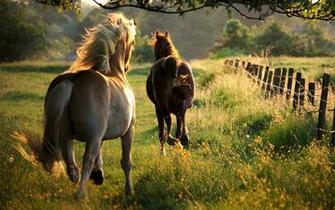 Fence Line Jaunt By Equine Hourglass Desktop Wallpaper