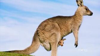 Kangaroo Grey And Her Baby Wallpaper