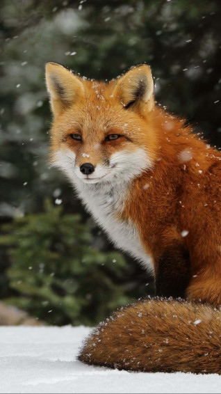 Cute Animal iPhone Wallpaper
