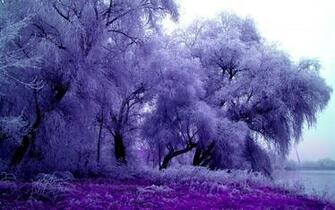 Winter Splendor Trees Feathery Wallpaper