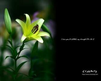 Beautiful Love Wallpaper Best Cars Res