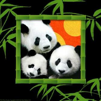 Cute Cartoon Panda Wallpaper HD Background In