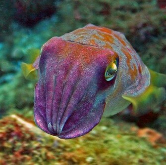Youth Weird Wednesday Ode To Cuttlefish