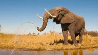 It S World Elephant Day National Geographic