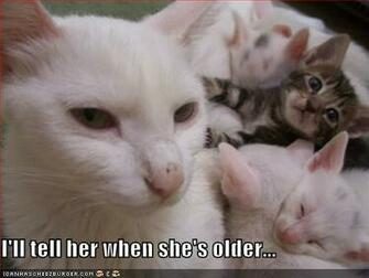 Funny Animals With Words Cool HD Wallpaper