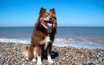 Dog On The Beach Wallpaper