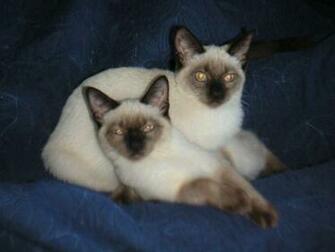 Siamese Cat Wallpaper