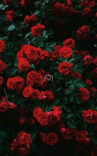 Makeup And Age In Flower iPhone Wallpaper Red Roses