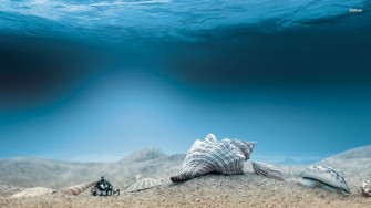 Sea Shells Wallpaper