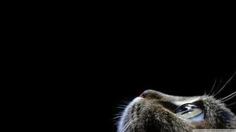 Curious Cat Wallpaper