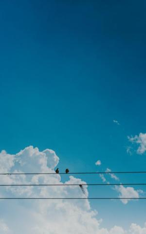 Sky Bird Pictures Image