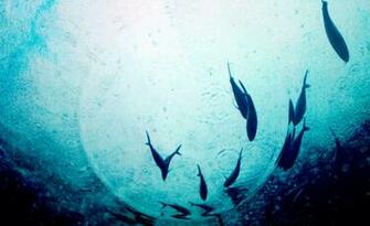 Picbel Water Live Wallpaper Android Apper P Google Play