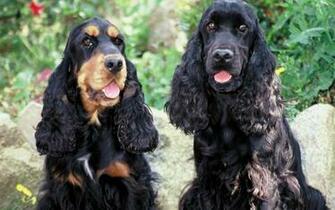 Two Black Cocker Spaniel Wallpaper
