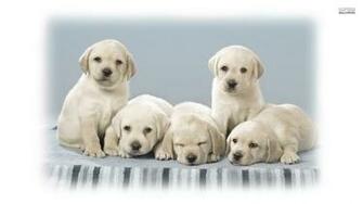 Cute Labrador Puppies Wallpaper MixHD