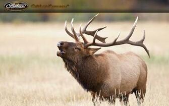 Mathews Bow Hunting Background My Wallpaper